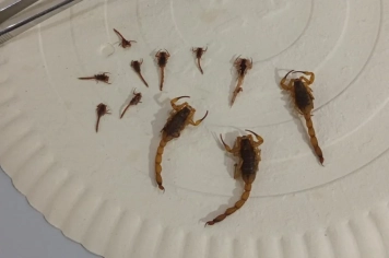 11 escorpiões amarelos são capturados em busca noturna no centro de Nova Fátima